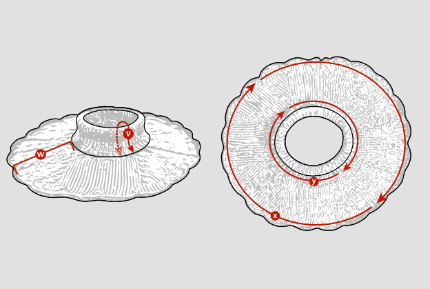 Pattern - Scallop