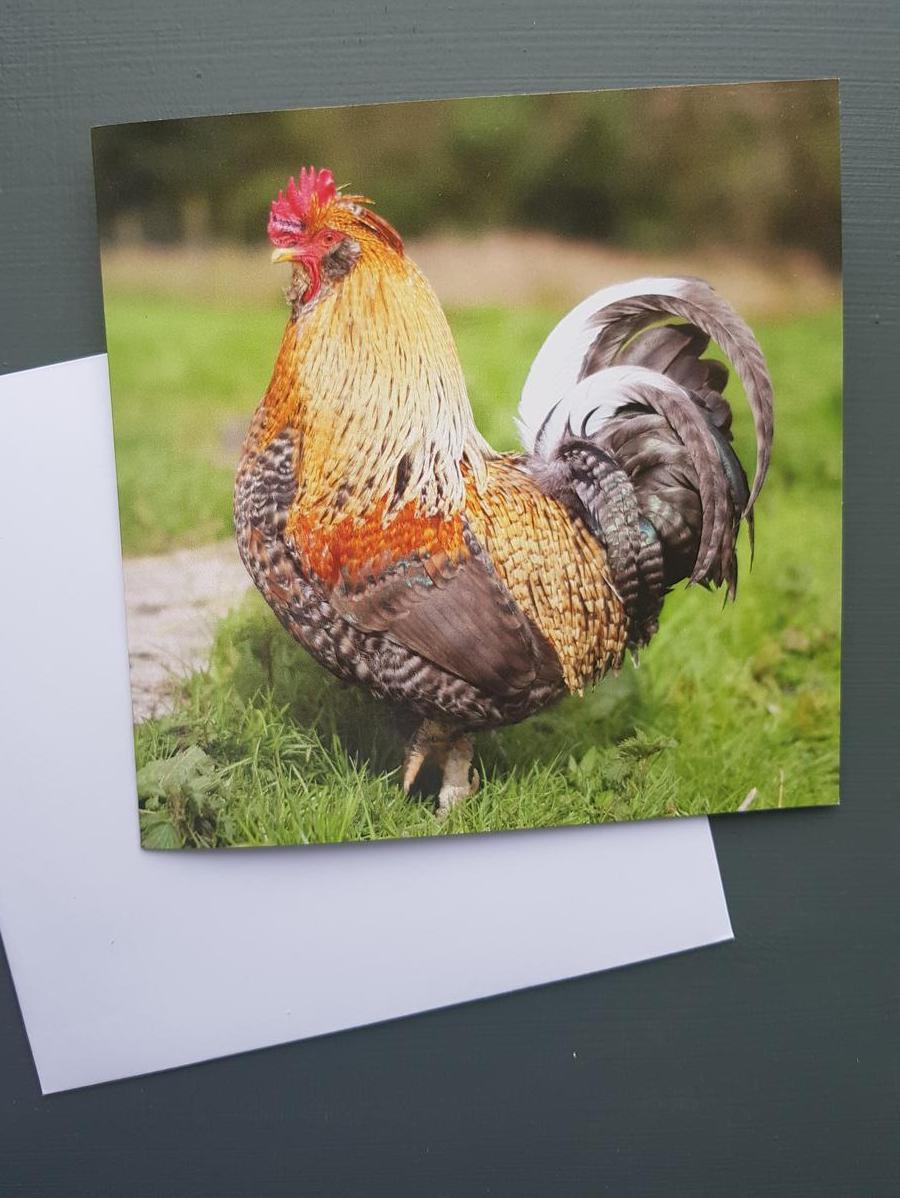 Cockerel Greeting card