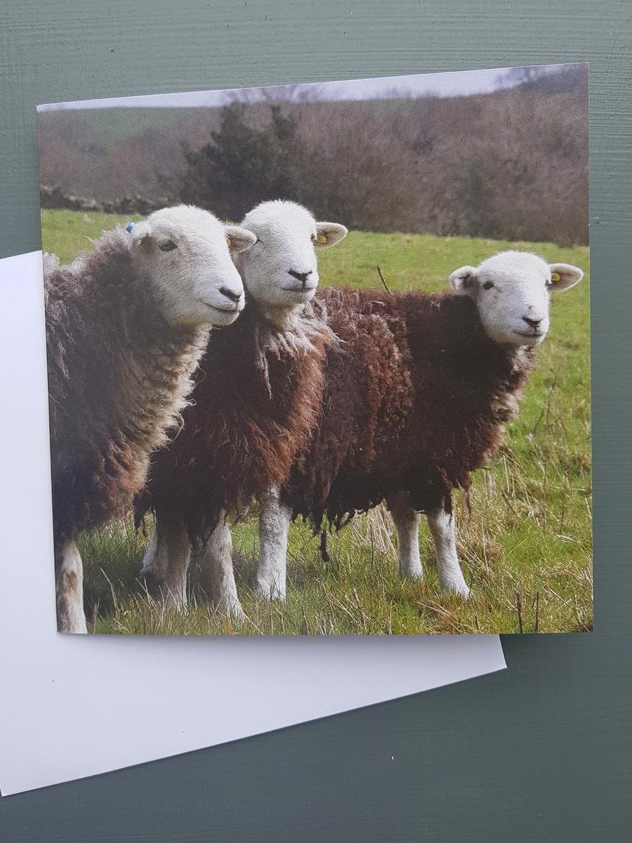 Group of Herdwick Lambs Greeting card