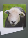 Molly the Herdwick Greeting card