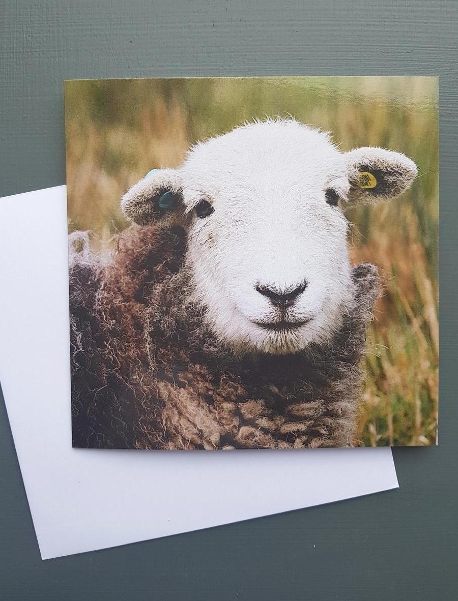 Herdwick Lamb Greeting card